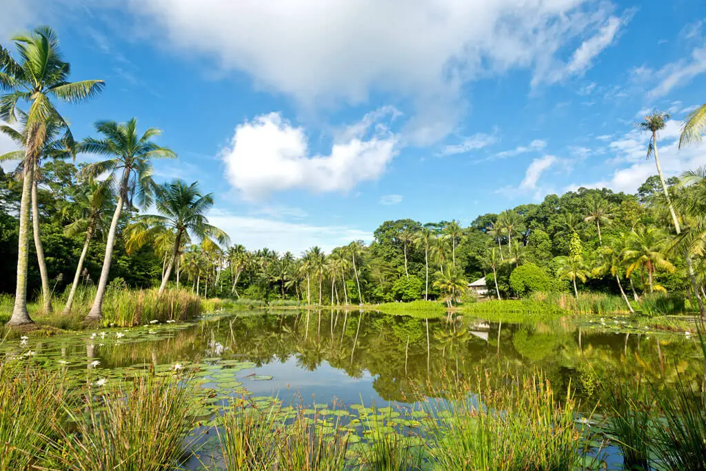 Teich umgeben von Grün und Palmen auf Pulau Ubin in Singapur