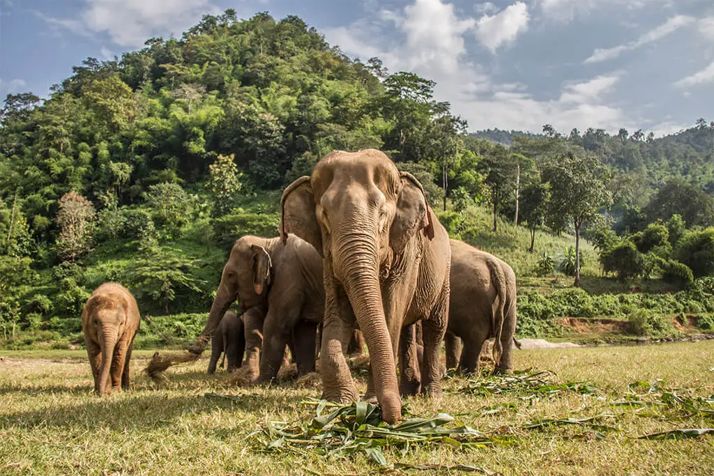 Elefantenherde im Elephant Nature Park in Chiang Mai