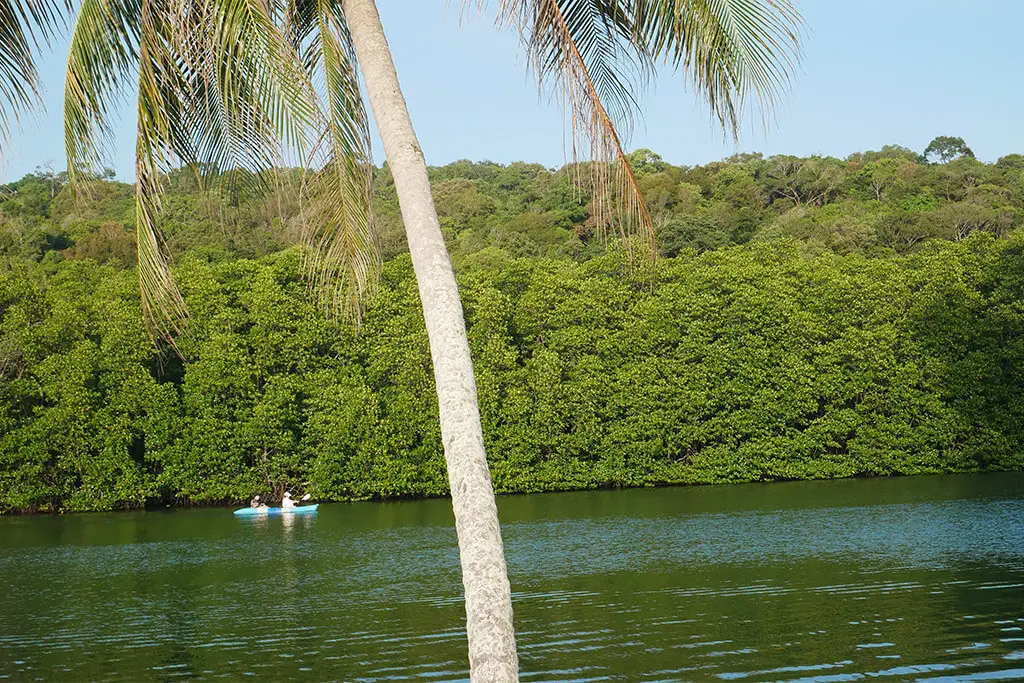 Kajak auf einem Fluss mit Mangrovenwäldern im Hintergrund