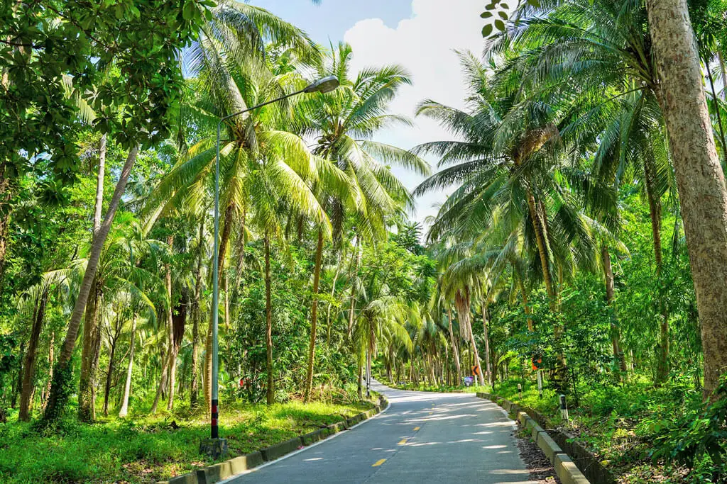 Eine Straße führt durch eine von Palmen bewachsene Gegend