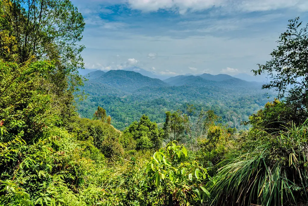 Aussicht über den dicht bewachsenen Dschungel in einer bergigen Landschaft