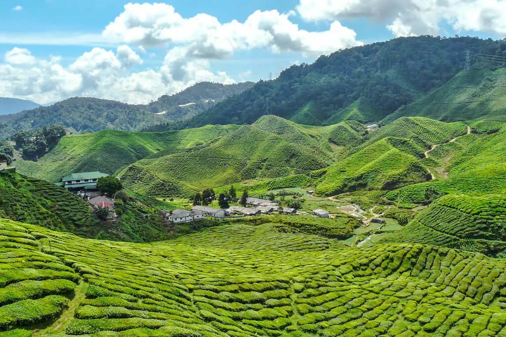 Weite, grüne Teeplantagen, angelegt auf einer bergigen Landschaft