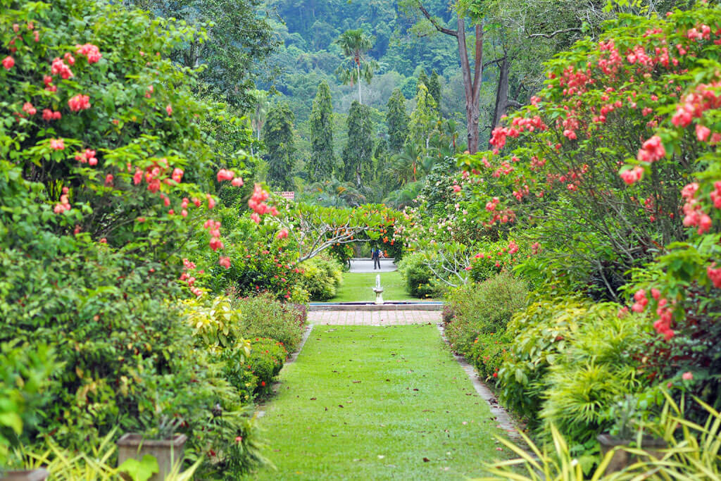 Ein dicht bewachsener Garten mit Rasen und Blumensträuchern