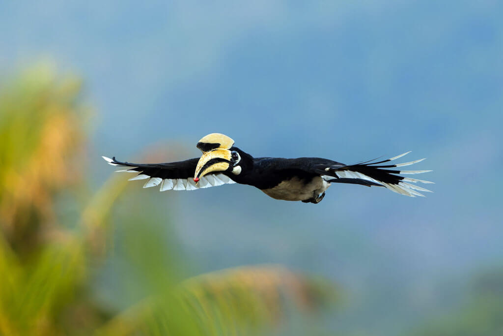 Ein Nashornvogel im Flug
