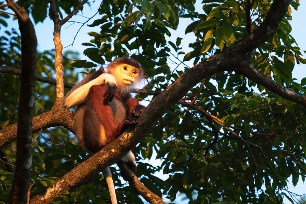 Rotschenkliger Kleideraffen-Langur auf der Son-Tra-Halbinsel bei Da Nang