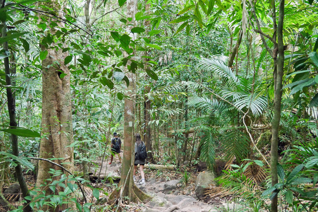 Touristen mit Rucksack wandern durch den malaysischen Dschungel auf Langkawi