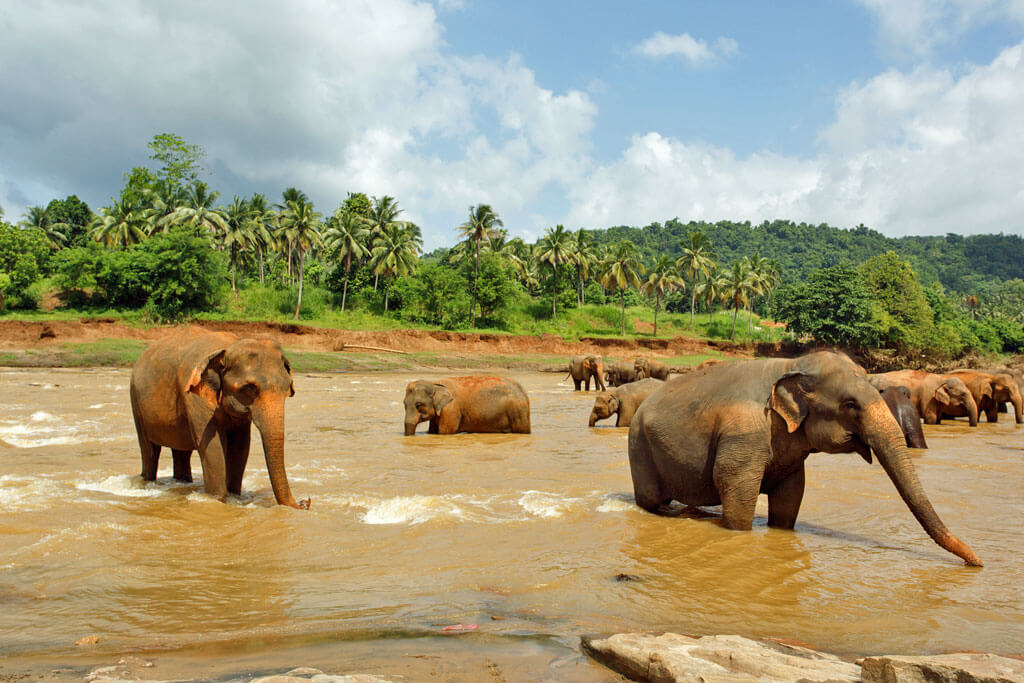 Elefanten in einem braunen Fluss, dahinter Palmen und Natur