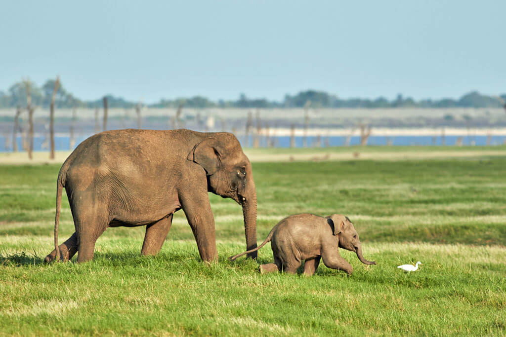 Ein großer und ein kleiner Elefant laufen über eine große Wiese, dahinter verschwommen ein See