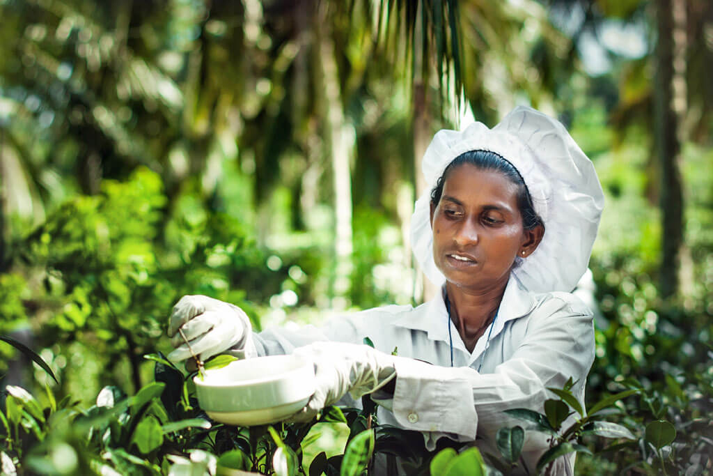 Eine Frau in weißer Kleidung pflückt Teeblätter auf einer Tee-Plantage