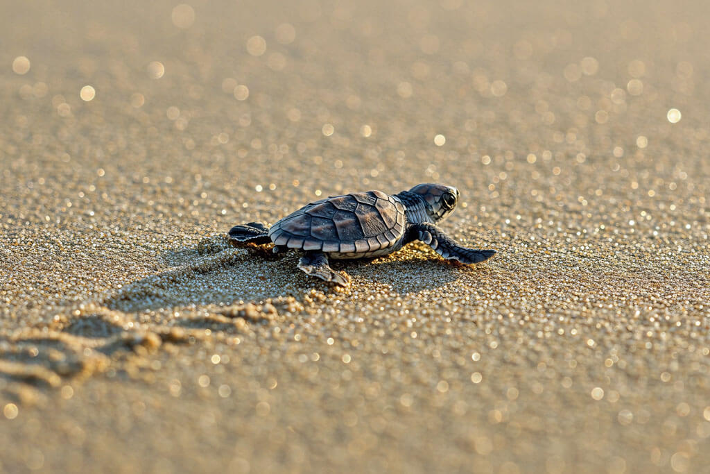 Eine Baby-Schildkröte läuft über den Strand in Nahaufnahme